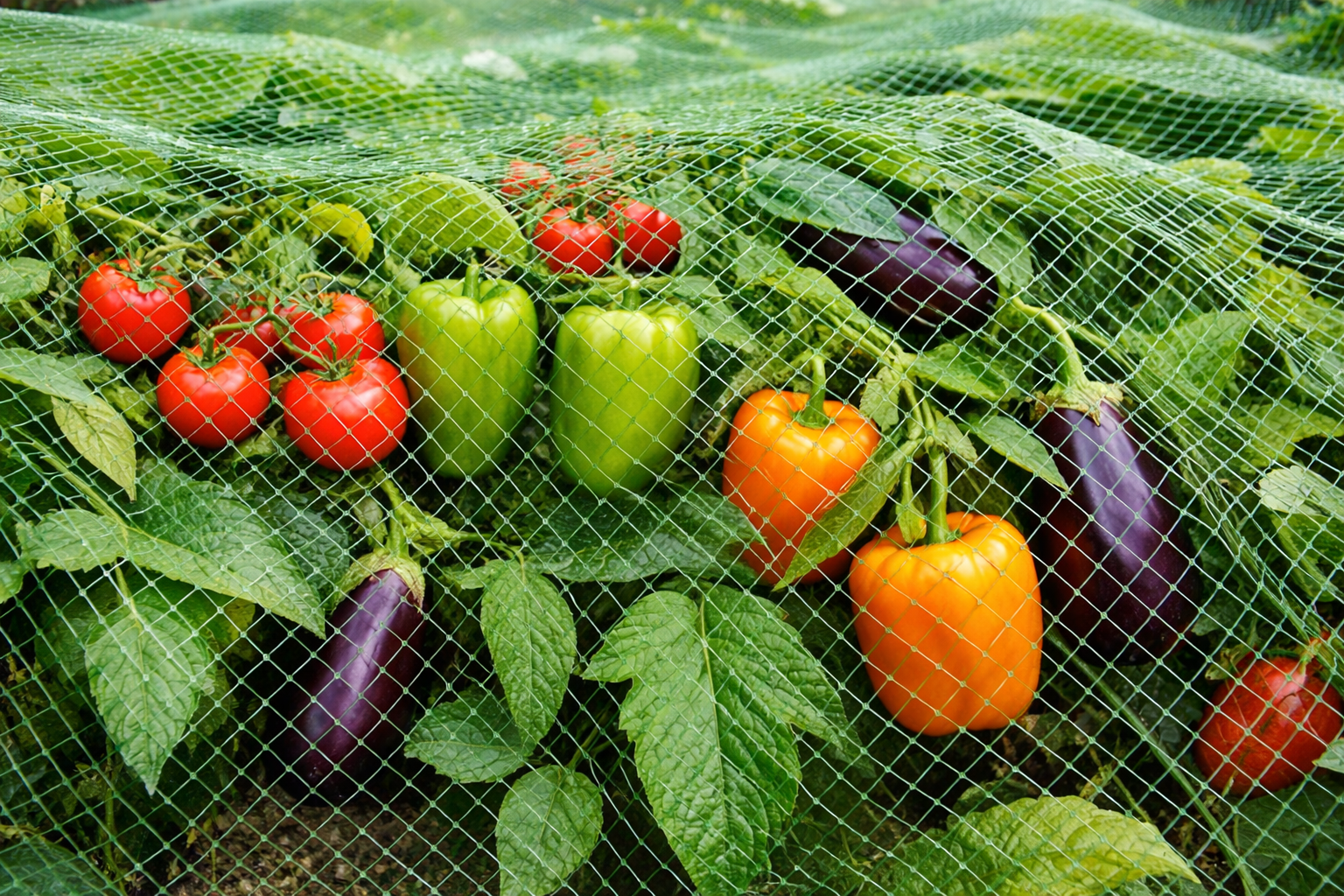 Грядки с перцем и баклажанами укрыты защитной сеткой от птиц